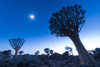 Quiver trees (Aloidendron dichotomum) and the moon before dawn in the Quiver Tree Forest, near Keetmanshoop; _Karas Region, Namibia Poster Print by Ian Cumming (20 x 13)