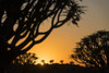 Dawn in the Quiver tree forest with silhouette of Quiver trees (Aloidendron dichotomum) and golden sunrise, near Keetmanshoop; _Karas Region, Namibia Poster Print by Ian Cumming (20 x 13)