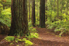 Path through Whakarewarewa Forest with Redwood Trees, near Rotorua, Bay of Plenty, North Island, New Zealand Poster Print by Raimund Linke (19 x 12)