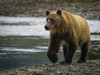 Coastal Brown Bear (Ursus arctos horribilis) walking along the shore fishing salmon in Kinak Bay; Katmai National Park and Preserve, Alaska, United States of America Poster Print by Ralph Lee Hopkins (18 x 13)