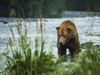 Coastal Brown Bear (Ursus arctos horribilis) walking along the shore fishing for salmon in Geographic Harbor; Katmai National Park and Preserve, Alaska, United States of America Poster Print by Ralph Lee Hopkins (18 x 13)