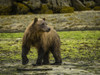 Coastal Brown Bear (Ursus arctos horribilis) walking on the moss covered beach fishing salmon in Kinak Bay; Katmai National Park and Preserve, Alaska, United States of America Poster Print by Ralph Lee Hopkins (18 x 13)