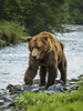 Coastal Brown Bear (Ursus arctos horribilis) walking along the rocky shore fishing for salmon in Geographic Harbor; Katmai National Park and Preserve, Alaska, United States of America Poster Print by Ralph Lee Hopkins (13 x 18)