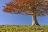 Beech Tree, Schauinsland, Black Forest, Baden-Wurttemberg, Germany Poster Print by Raimund Linke (19 x 12)