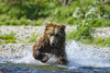 Close-up of a brown bear (Ursus arctos horribilis) pouncing in the water fishing for salmon; Katmai National Park and Preserve, Alaska, United States of America Poster Print by Patrick Carter (20 x 13)