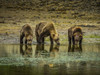 Coastal Brown Bears (Ursus arctos horribilis) drinking at the water's edge along the rocky shore at low tide in Geographic Harbor; Katmai National Park and Preserve, Alaska, United States of America Poster Print by Ralph Lee Hopkins (18 x 13)