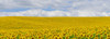 Sunflower Field, Arnstein, Main-Spessart, Franconia, Bavaria, Germany Poster Print by Raimund Linke (25 x 9)