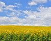 Sunflower Field, Arnstein, Main-Spessart, Franconia, Bavaria, Germany Poster Print by Raimund Linke (17 x 14)