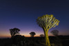 Quiver trees (Aloidendron dichotomum) under a starry sky in the Quiver Tree Forest, near Keetmanshoop; Gariganus, Karas Region, Namibia Poster Print by Ian Cumming (20 x 13)
