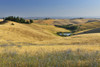 Tuscany Countryside in the Summer, Monteroni d'Arbia, Province of Siena, Tuscany, Italy Poster Print by Raimund Linke (19 x 12)