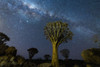 Quiver trees (Aloidendron dichotomum) and the Milky Way; Kunene Region, Namibia Poster Print by Ian Cumming (20 x 13)