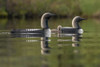 Close-up of a beautiful Pacific loon family (Gavia pacifica) gliding through the calm water; Whitehorse, Yukon, Canada Poster Print by Robert Postma (19 x 12)