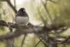 Dark-Eyed Junco (Junco hyemalis) perched on a branch in a conifer tree; Whitehorse, Yukon, Canada Poster Print by Robert Postma (19 x 12)