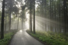 Road with Sunrays through Trees in Spring, Mostviertel, Lower Austria, Austria Poster Print by Raimund Linke (19 x 12)