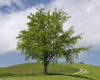Beech Tree in Meadow, Sonntagberg, Mostviertel, Lower Austria, Austria Poster Print by Raimund Linke (17 x 13)