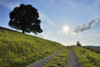 Oak Tree and Path, Brensbach, Odenwaldkreis, Hesse, Germany Poster Print by Raimund Linke (19 x 12)