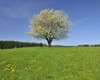 Cherry Tree, Baden-Wurttemberg, Germany Poster Print by Raimund Linke (17 x 13)