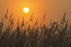 Reeds at sunrise, Hesse, Germany, Europe Poster Print by Michael Breuer (20 x 13)