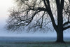 Chestnut Tree in Morning Mist, Hesse, Germany Poster Print by Michael Breuer (20 x 13)