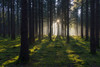 Spruce Forest at Sunrise, Odenwald, Hesse, Germany Poster Print by Michael Breuer (20 x 13)