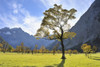 Maple Tree in Autumn, Grosser Ahornboden, Karwendel, Eng, Tyrol, Austria Poster Print by Raimund Linke (19 x 12)
