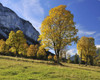 Maple Trees in Autumn, Grosser Ahornboden, Karwendel, Eng, Tyrol, Austria Poster Print by Raimund Linke (17 x 13)