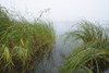 Lake and Reeds in Early Morning Fog, Hesse, Germany Poster Print by Michael Breuer (20 x 13)
