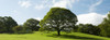 Oak Tree in Meadow, Keswick, Cumbria, England Poster Print by Jeremy Walker (25 x 9)