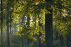 Beech tree in autumn, Fagus sylvatica, Spessart, Bavaria, Germany, Europe Poster Print by Michael Breuer (20 x 13)