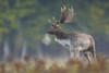 Male Fallow Deer (Cervus dama) in Autumn, Hesse, Germany Poster Print by Michael Breuer (17 x 11)
