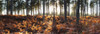 Pine Forest and Bracken, Near Wareham, Dorset, England Poster Print by Jeremy Walker (26 x 8)