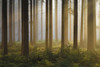 Spruce Forest in Early Morning Mist at Sunrise, Odenwald, Hesse, Germany Poster Print by Michael Breuer (17 x 11)