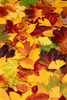 Close-Up of Leaves in Autumn Poster Print by J. A. Kraulis (11 x 17)