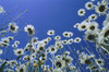 Daisies Poster Print by J. A. Kraulis (17 x 11)