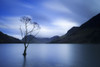Lone Tree at Dusk, Lake Buttermere, The Lake District, England Poster Print by Jeremy Walker (20 x 13)