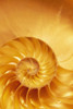 Close-Up of Nautilus Shell Poster Print by J. A. Kraulis (11 x 17)