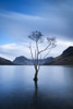 Lone Tree in Lake at Dusk, Lake Buttermere, Lake District, England Poster Print by Jeremy Walker (13 x 20)