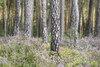 Scots Pine (Pinus sylvestris) Forest with Common Heather (Calluna vulgaris) in Late Summer, Upper Palatinate, Bavaria, Germany Poster Print by David & Micha Sheldon (20 x 13)