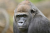 Close-Up of Western Lowland Gorilla (Gorilla gorilla gorilla) Poster Print by David & Micha Sheldon (17 x 11)