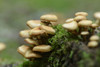 Honey Fungus, Armillaria mellea Growing on Forest Floor, Bavaria, Germany Poster Print by David & Micha Sheldon (20 x 13)