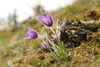 Blooms of a Pulsatilla (Pulsatilla vulgaris) in the grassland in early spring of Upper Palatinate, Bavaria, Germany Poster Print by David & Micha Sheldon (17 x 11)