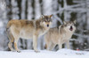 Eastern wolves (Canis lupus lycaon) in winter standing at the edge of the forest, Germany Poster Print by David & Micha Sheldon (17 x 11)
