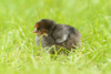 Chicken (Gallus gallus domesticus) chick on a meadow in spring, Germany Poster Print by David & Micha Sheldon (17 x 11)