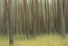 Blurred landscape of Scots pine (Pinus sylvestris) tree trunks in autumn, Bavaria, Germany Poster Print by David & Micha Sheldon (17 x 11)