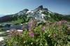 Black Tusk Garibaldi Park, British Columbia Canada Poster Print by J. A. Kraulis (17 x 11)