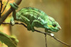 Close-up of a panther chameleon (Furcifer pardalis) in a terrarium, Bavaria, Germany Poster Print by David & Micha Sheldon (18 x 11)