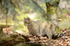 Close-up of a European wildcat (Felis silvestris silvestris) in a forest in spring, Bavarian Forest National Park, Bavaria, Germany Poster Print by David & Micha Sheldon (18 x 11)