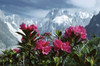 French Alps Poster Print by J. A. Kraulis (17 x 11)