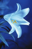 Close-Up of Easter Lily Poster Print by J. A. Kraulis (11 x 17)