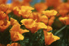 California Poppies Antelope Valley, California, USA Poster Print by J. A. Kraulis (17 x 11)